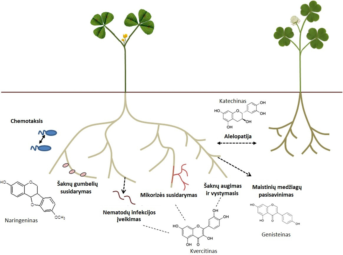 Flavonoids in soil Rokiprag